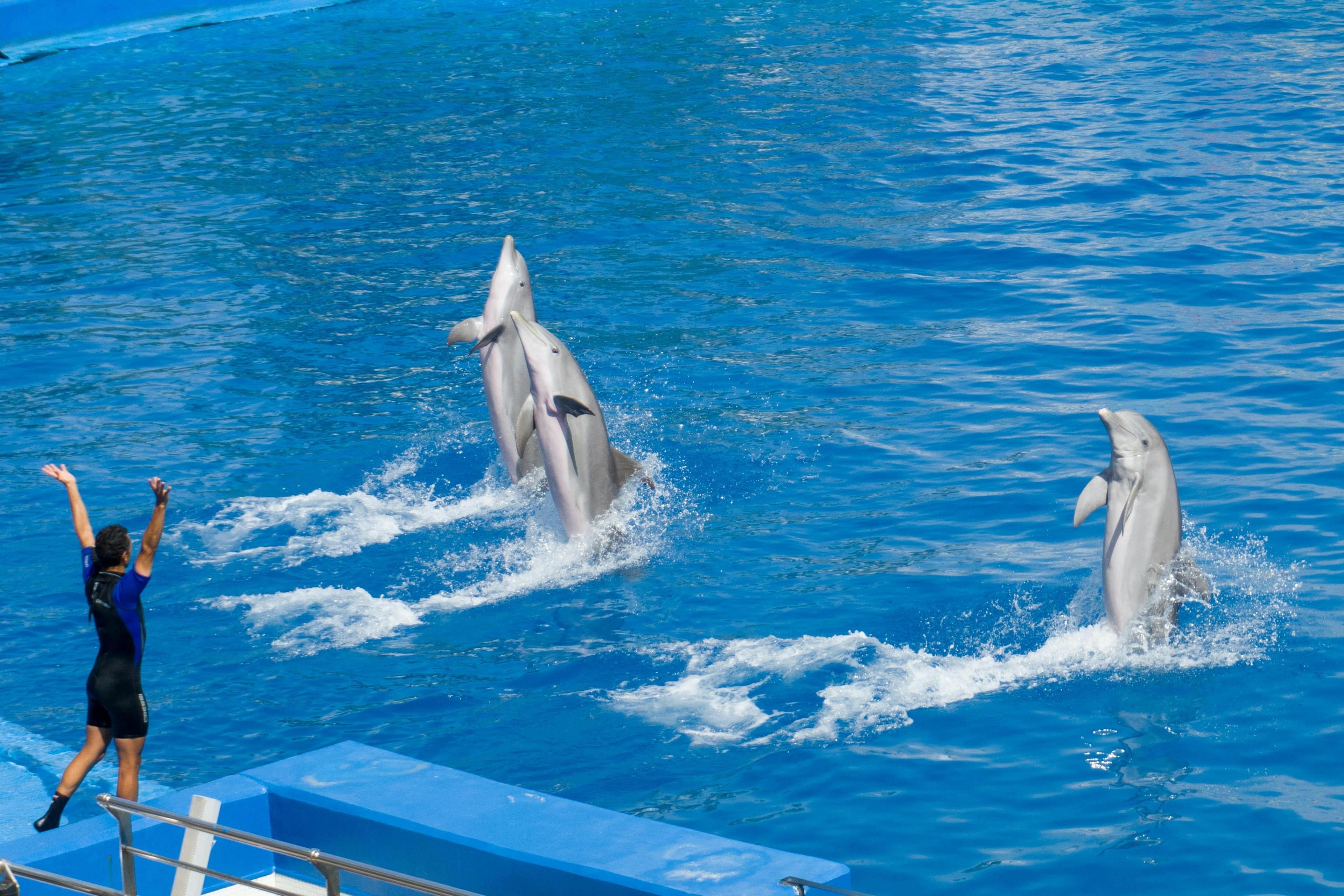 dolfijnen-kijken-dolfinarium