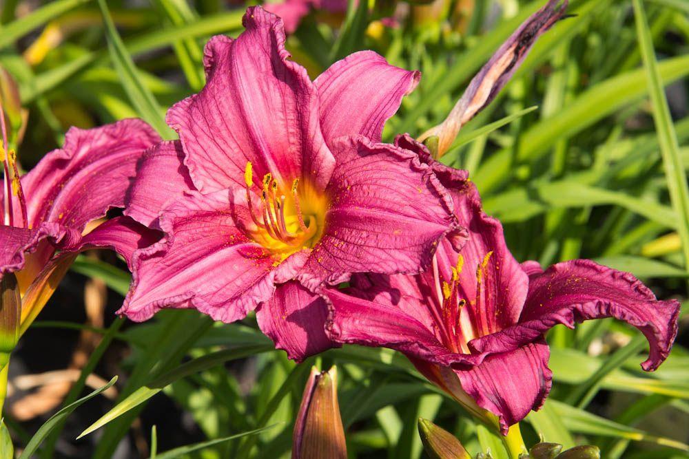 hemerocallis-tuin