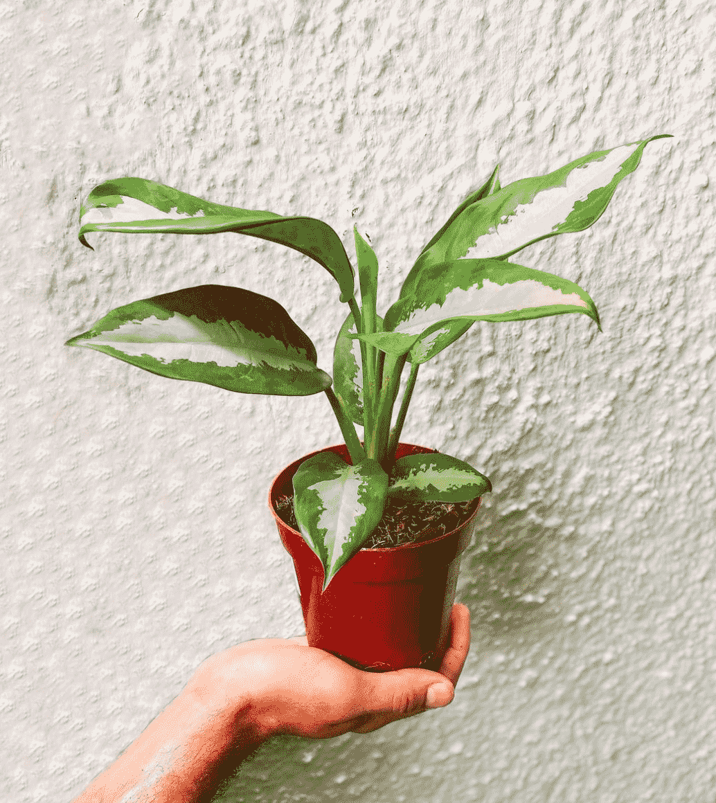 aglaonema-makkelijkste-plant