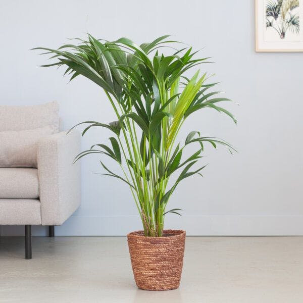 groene-kamerplant-palm