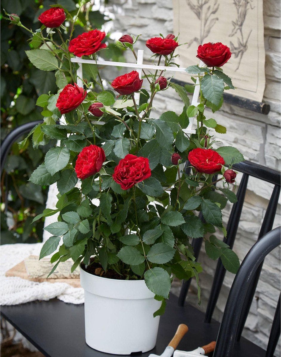rozen-planten-balkon