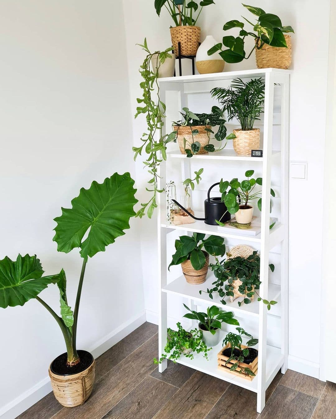 planten-groen-kastindeling