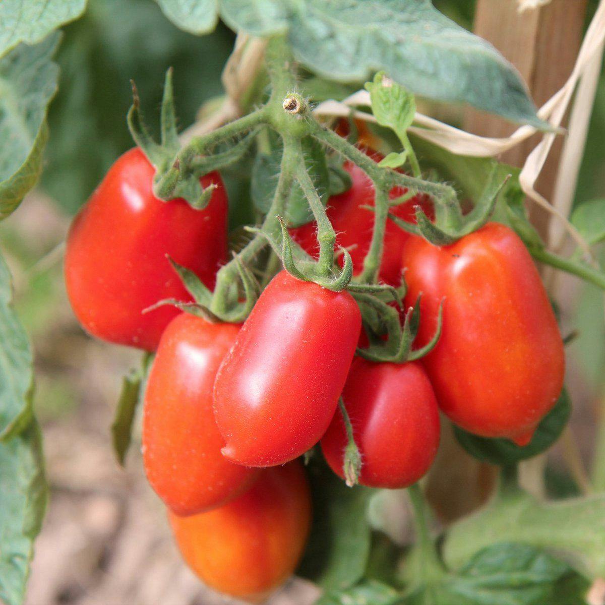 tomaten-planten-tuin