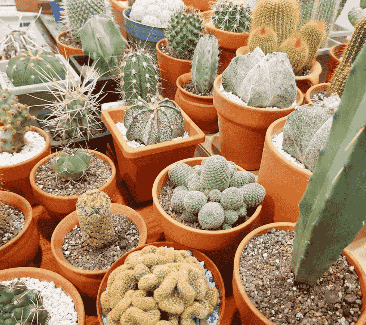 cactus-makkelijk-te-onderhouden