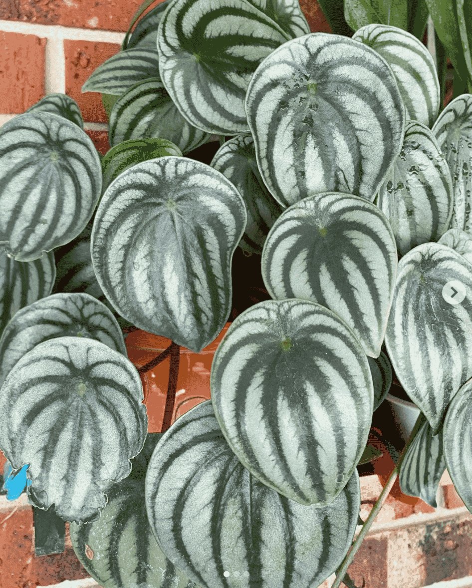 peperomia-makkelijke-plant