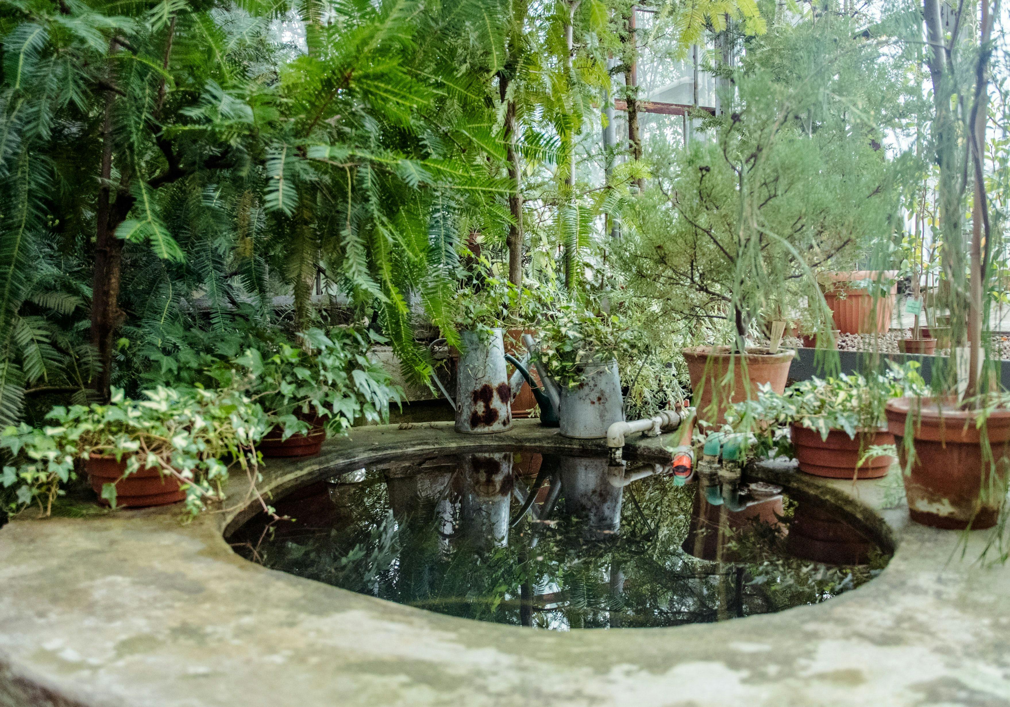 vijver-tuin-water