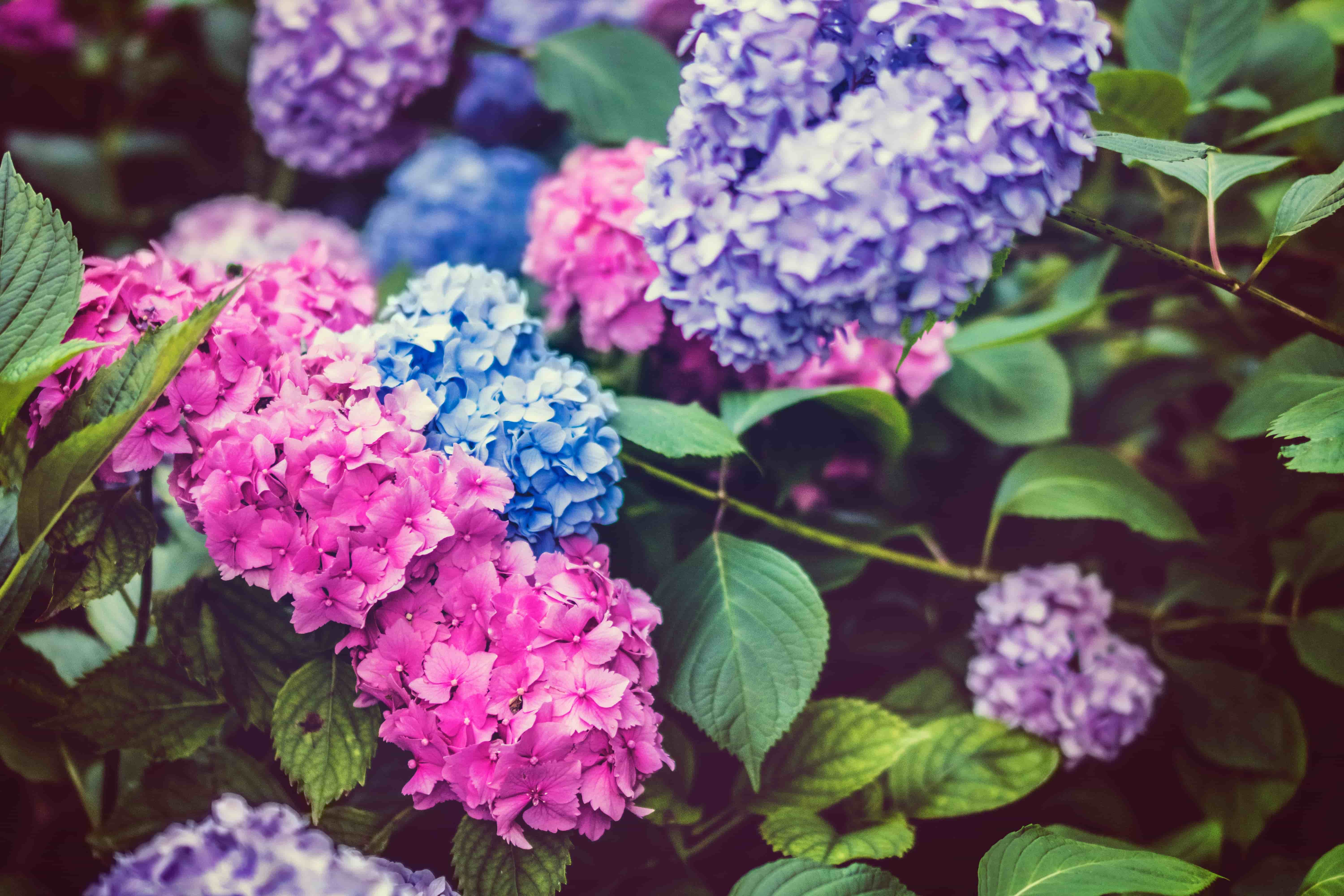 hortensia