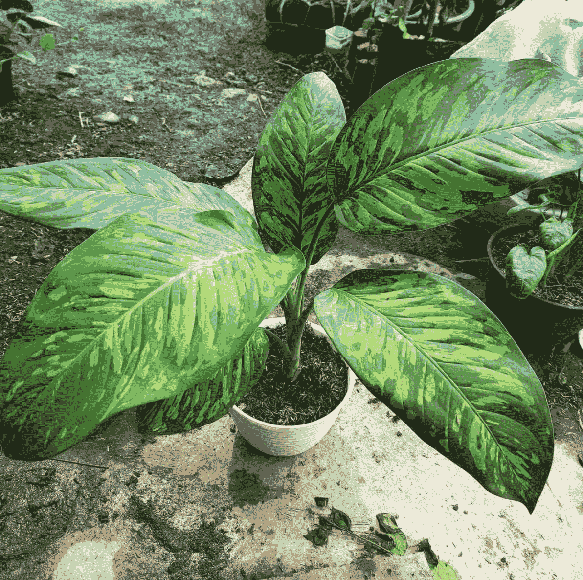 dieffenbachia-grote-kamerplant