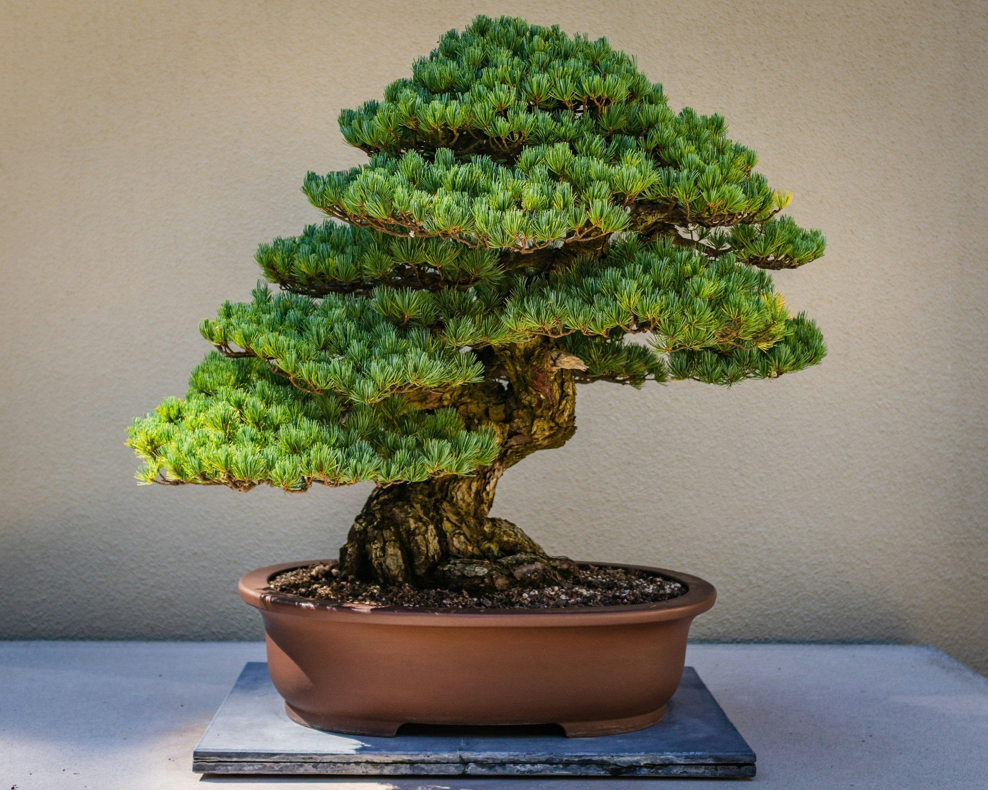 bonsai-boom-kweken