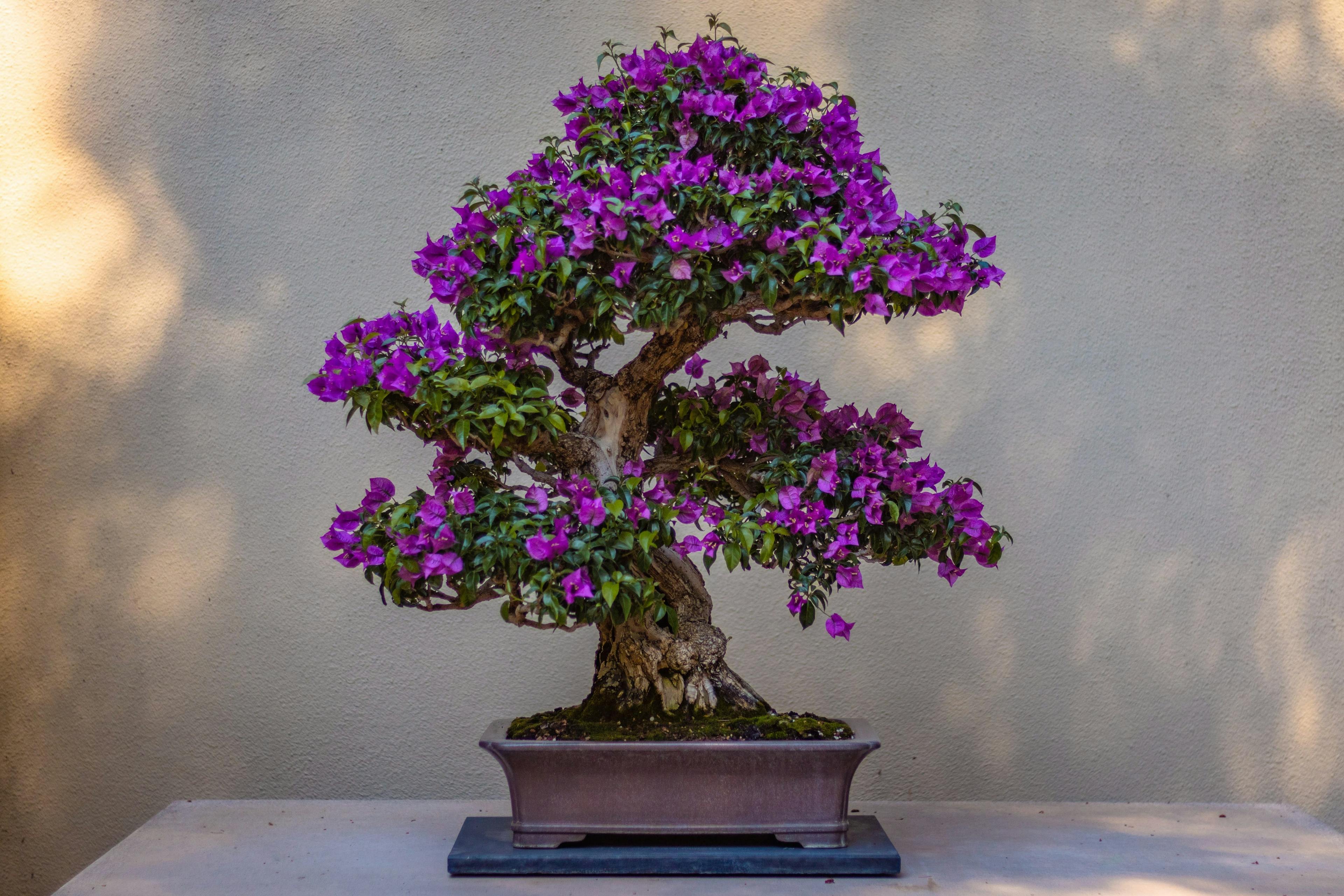 paarse-bonsai-boom